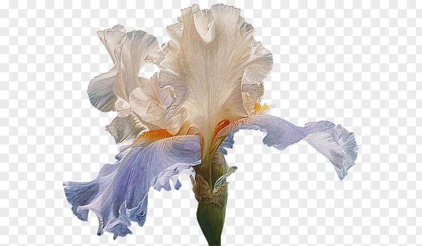 Flower File Format Clip Art Adobe Photoshop PNG