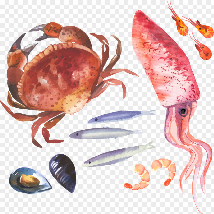 Vector Crab And Squid Watercolor Painting Illustration PNG