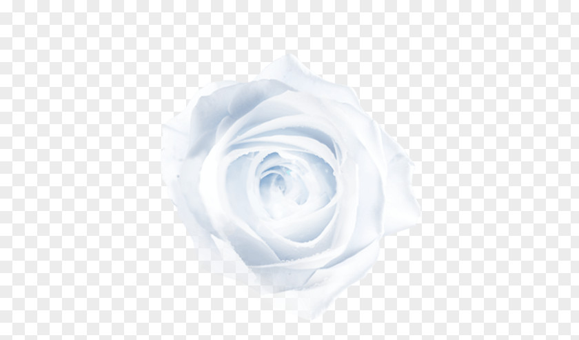 White Rose Blue Close-up Petal Pattern PNG