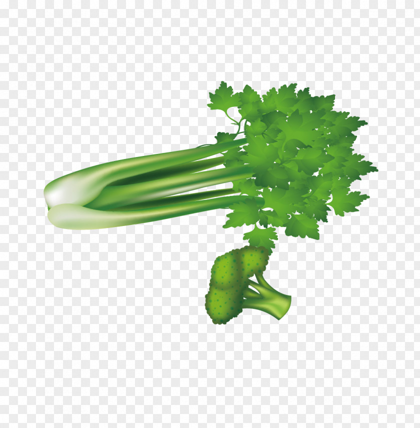 Green Vegetables, Celery And Broccoli Leaf Vegetable U7dd1u9ec4u8272u91ceu83dc PNG