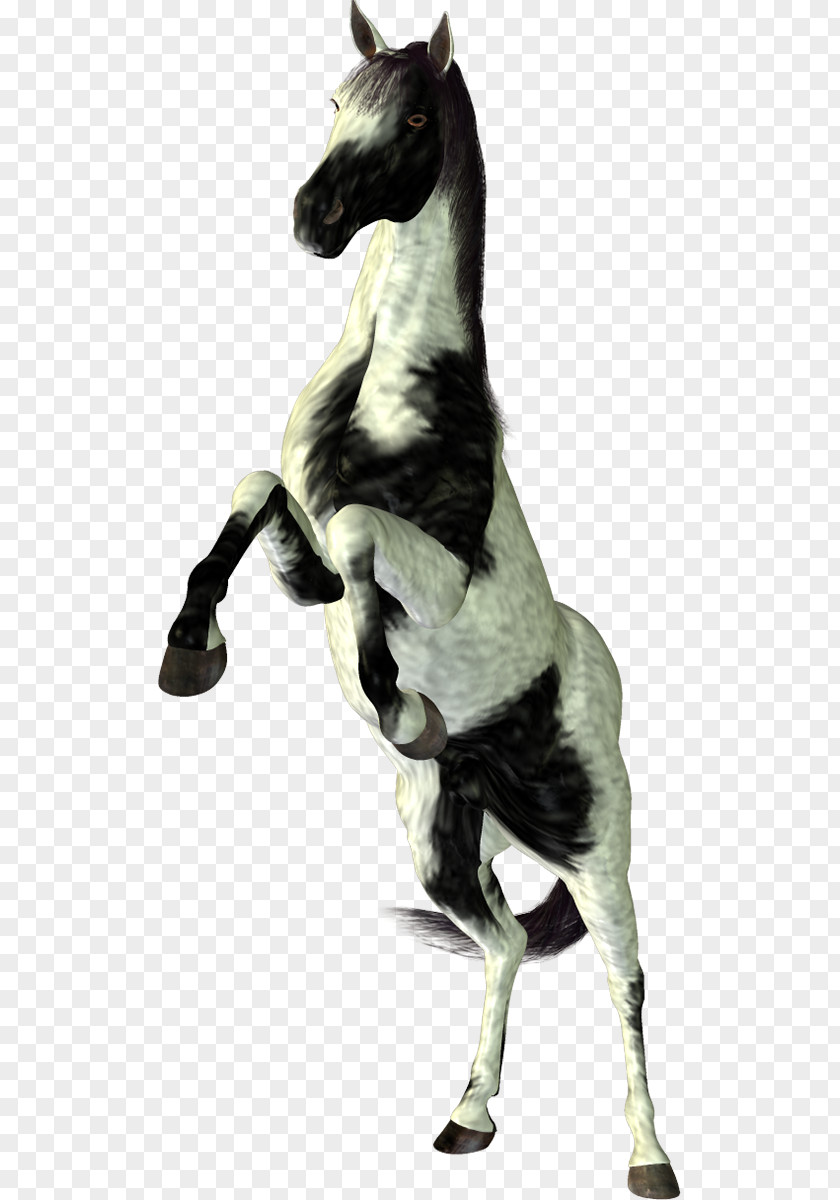 Mustang Stallion PhotoScape PNG