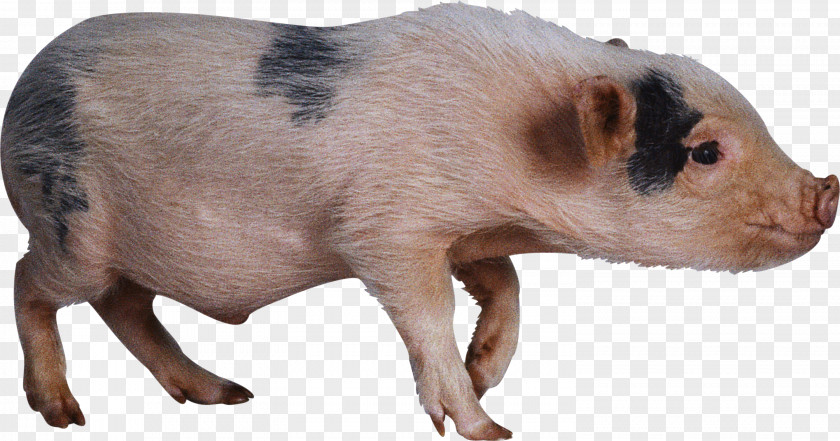 Pig Domestic Hogs And Pigs Clip Art PNG