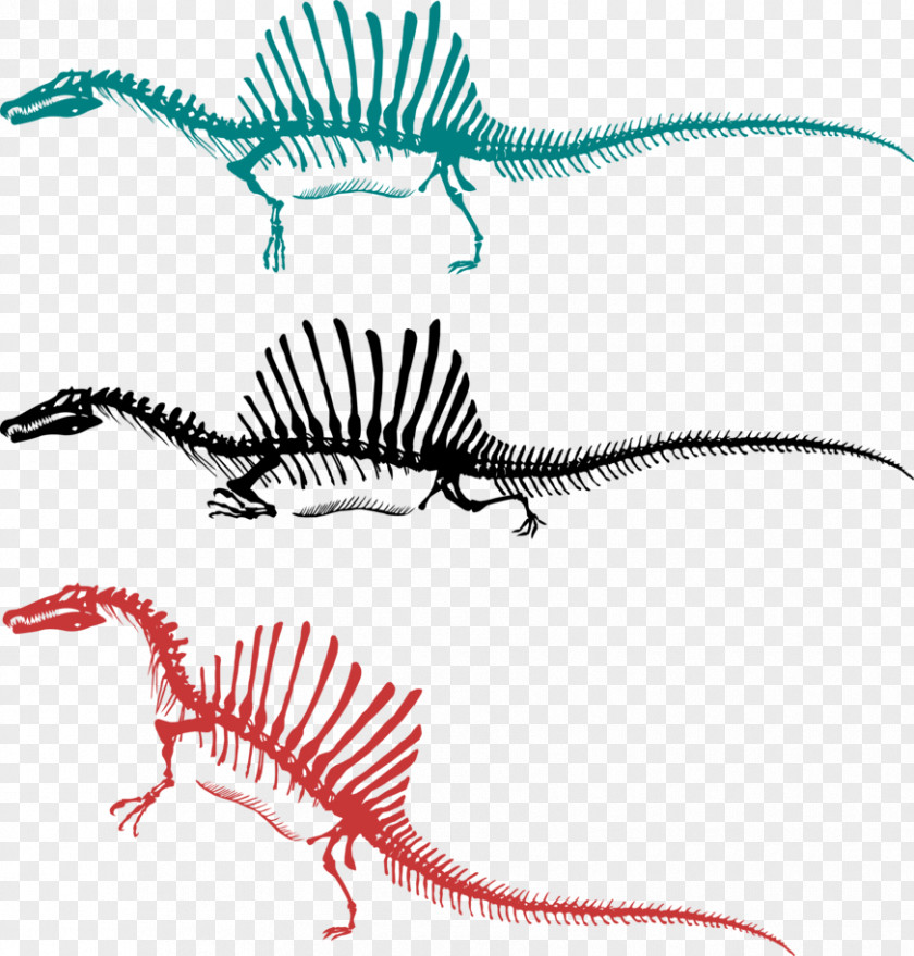 Skeleton Spinosaurus Tyrannosaurus Bipedalism Dinosaur PNG