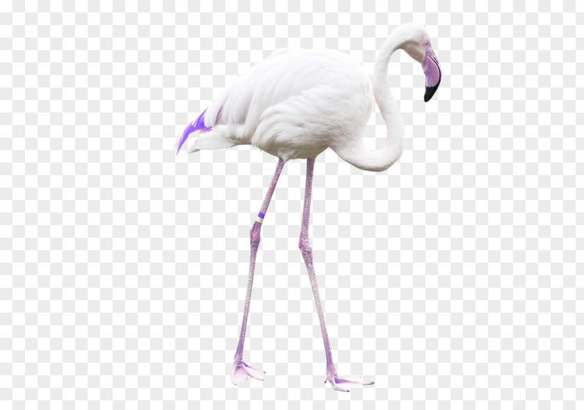 Standing Ostrich Bird Clip Art PNG