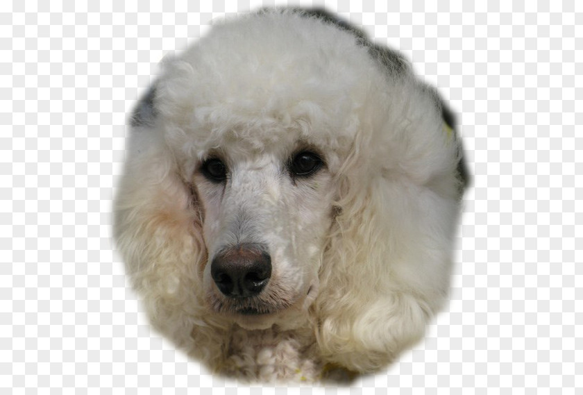Toy Poodle Standard Miniature Dog Breed PNG