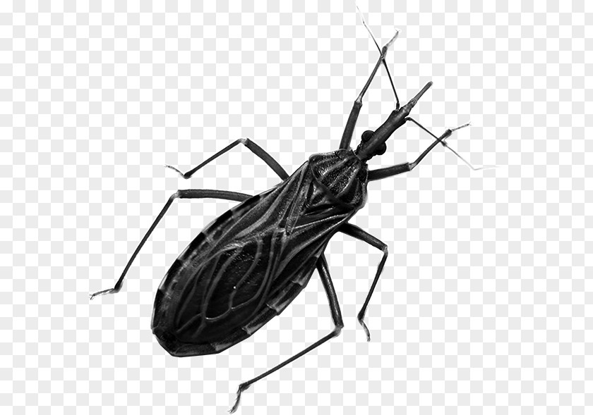 Chinche Kissing Bugs Centers For Disease Control And Prevention Insect Chagas Triatoma Dimidiata PNG