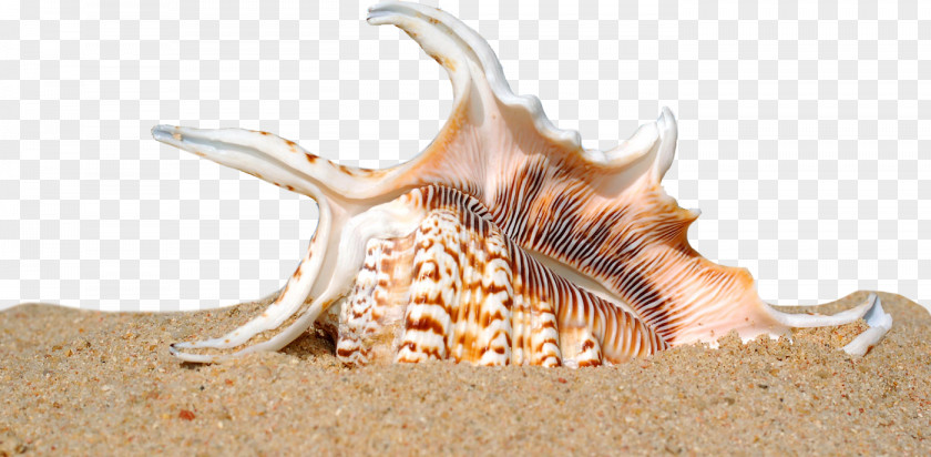 Shell Beach Seashell Sand Mollusc PNG