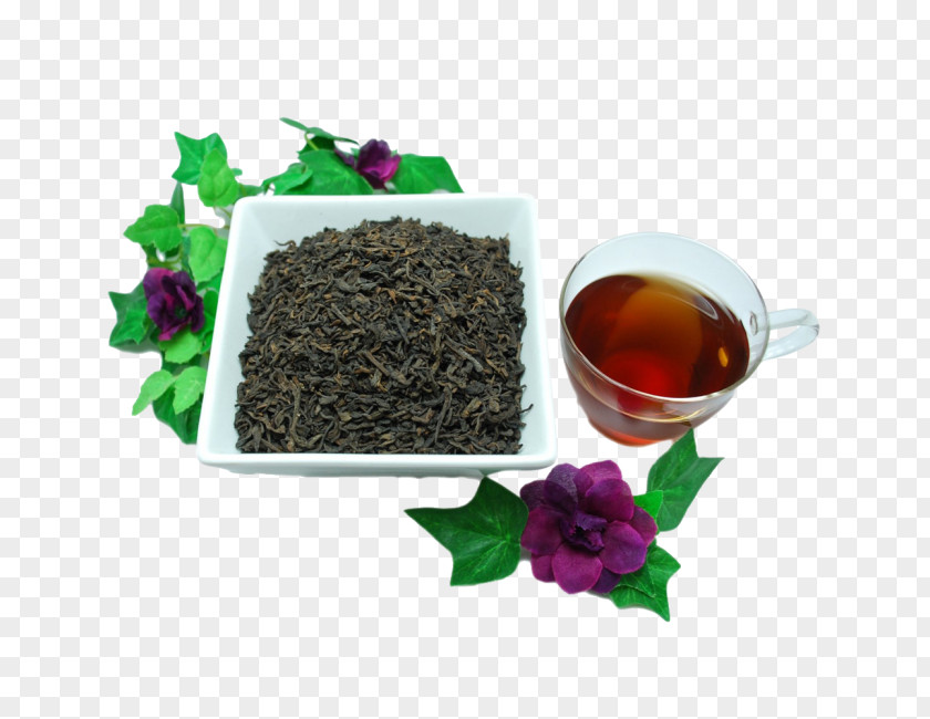 Tea Oolong Nilgiri Plant Earl Grey PNG
