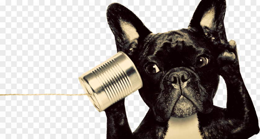 Telephone Call Alouette Animal Hospital Ltd Stock Photography Number PNG