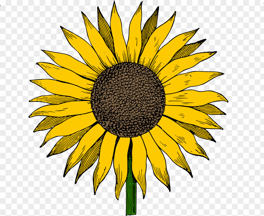 Vintage Daisy Cliparts Common Sunflower Free Content Clip Art PNG