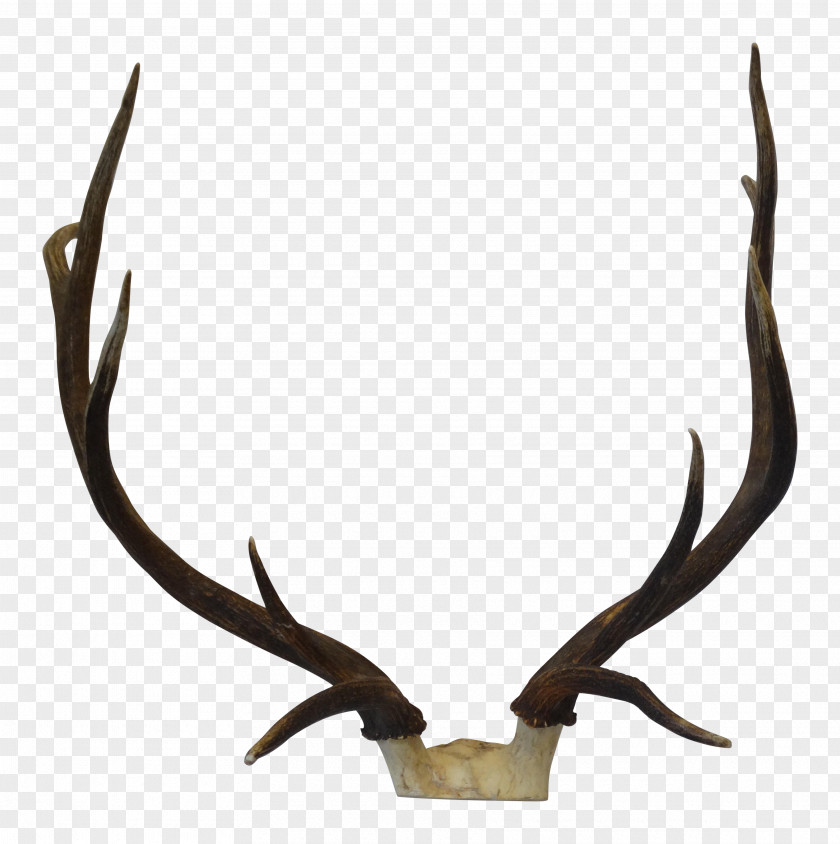 Elk Trophy Hunting Antler PNG
