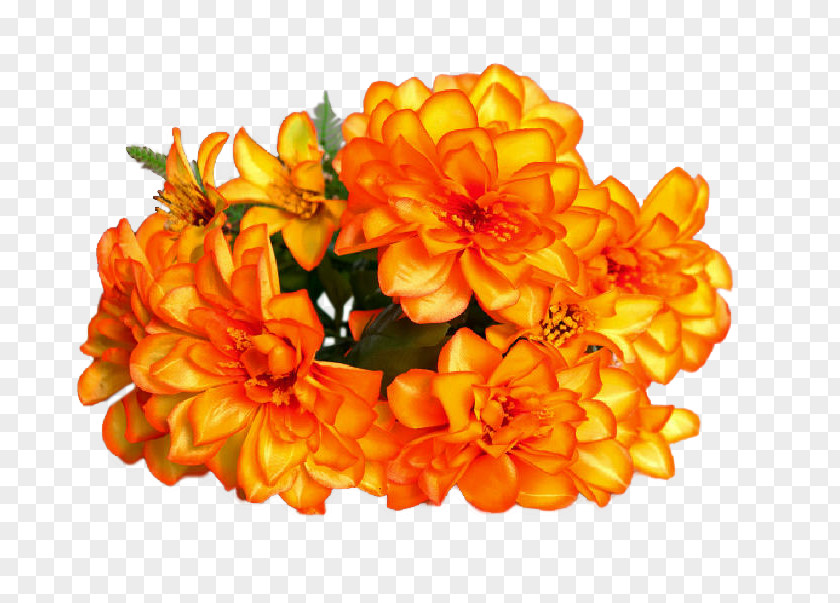 Face Flower Chrysanthemum Cut Flowers Orange S.A. PNG