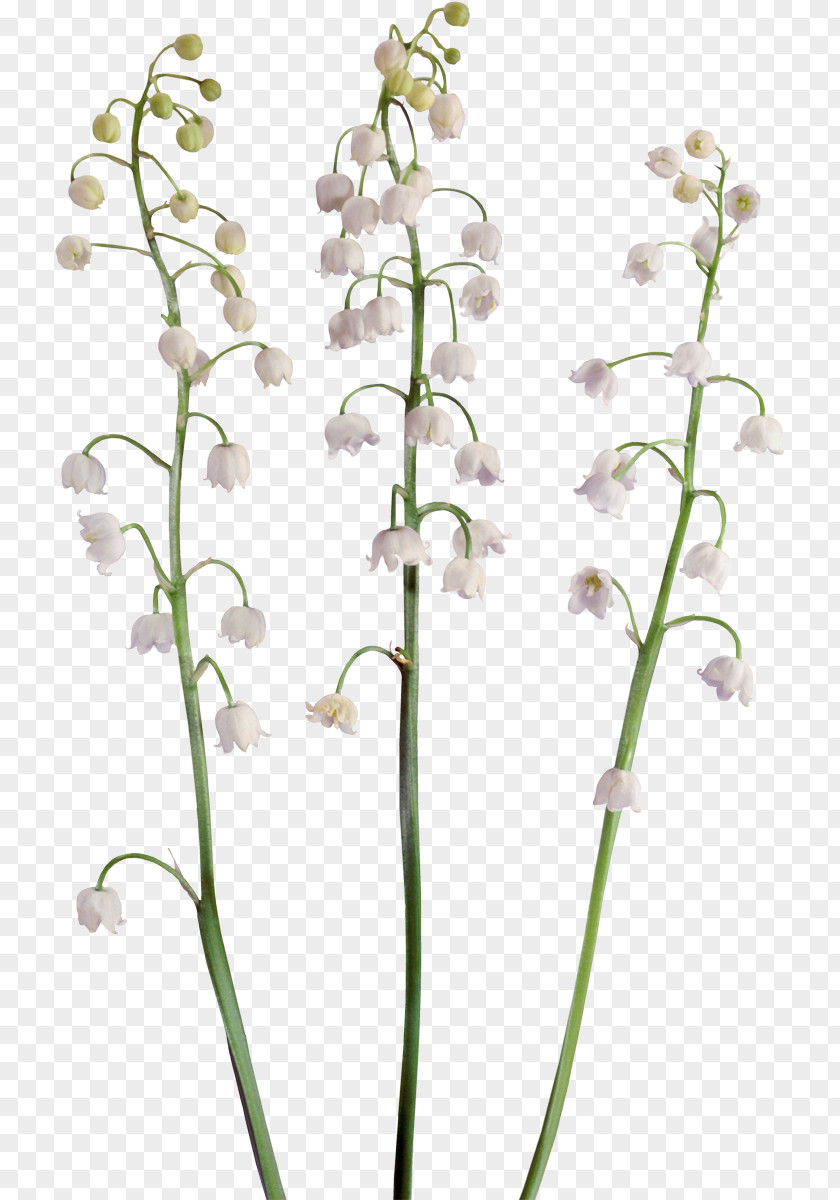 Lily Of The Valley Flower Clip Art PNG