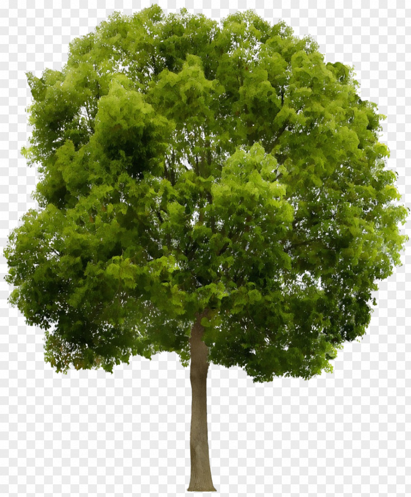 Plant Stem Maple Fruit Tree PNG