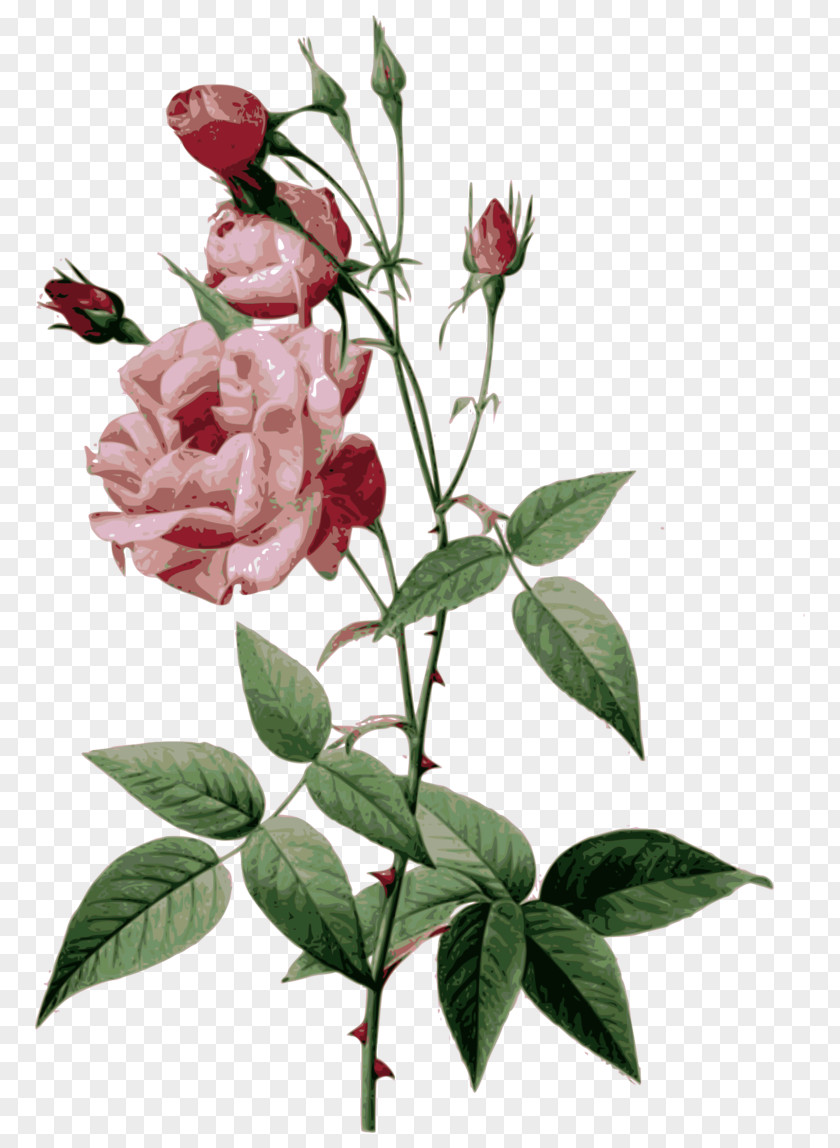 Plant Stem Rosa Rubiginosa Flowers Background PNG