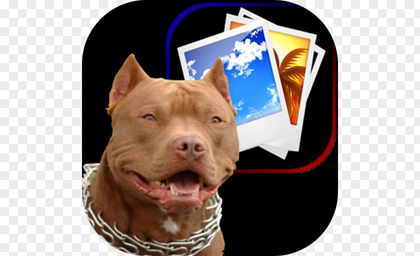 Puppy American Pit Bull Terrier PNG