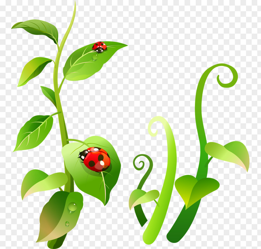 Cartoon Floral Motifs Ladybird Insect Clip Art PNG