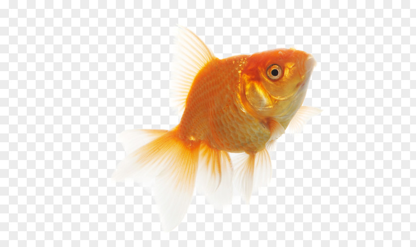 Goldfish Feeder Fish PNG
