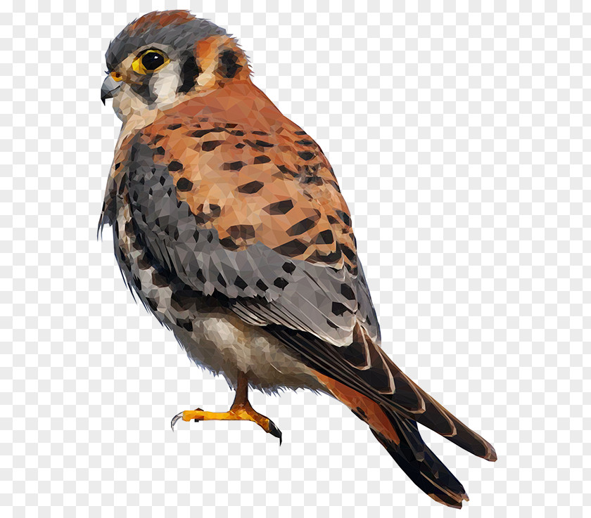 Holger Krestel American Kestrel Falcon Bird Of Prey Merlin PNG
