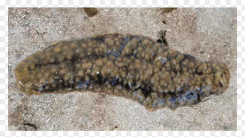 Sea Cucumber Patch As Food Gamat Stichopus Horrens Deep Fish PNG