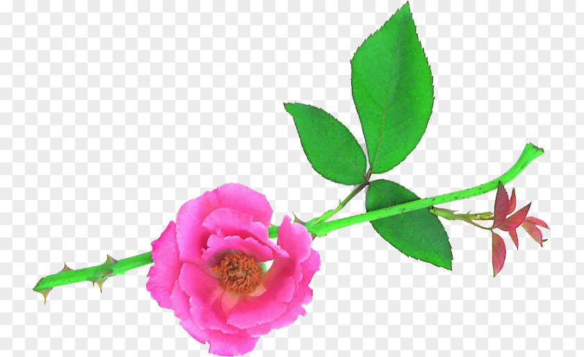 Flower Garden Roses Cut Flowers Desktop Wallpaper Centifolia PNG
