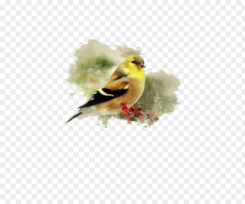 Goldfinch Finch Watercolor Painting Art Bird PNG