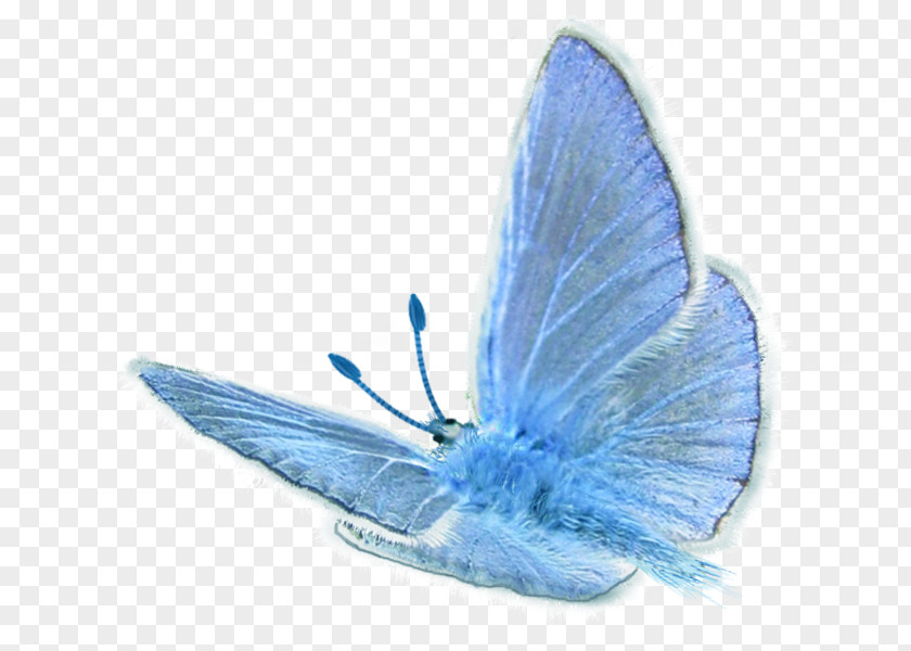 Gossamer-winged Butterflies PNG