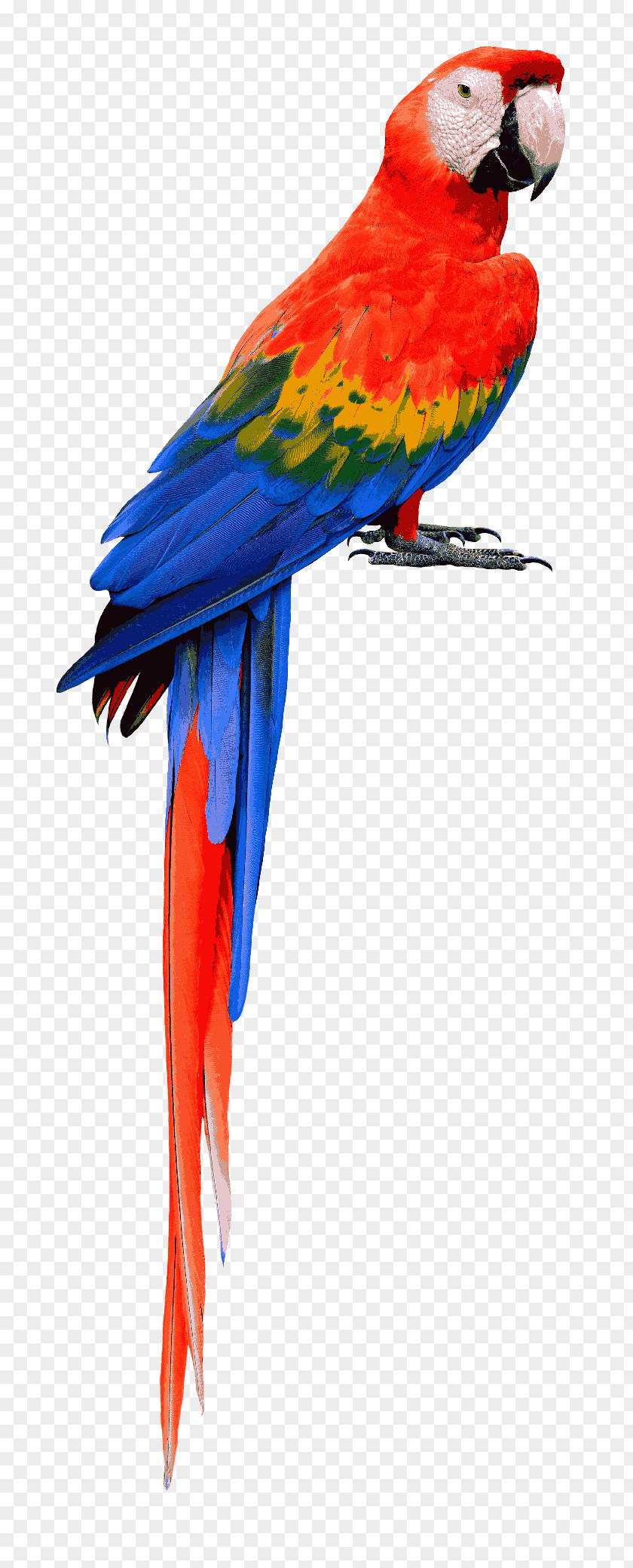 Parrot Bird Scarlet Macaw Blue-and-yellow PNG