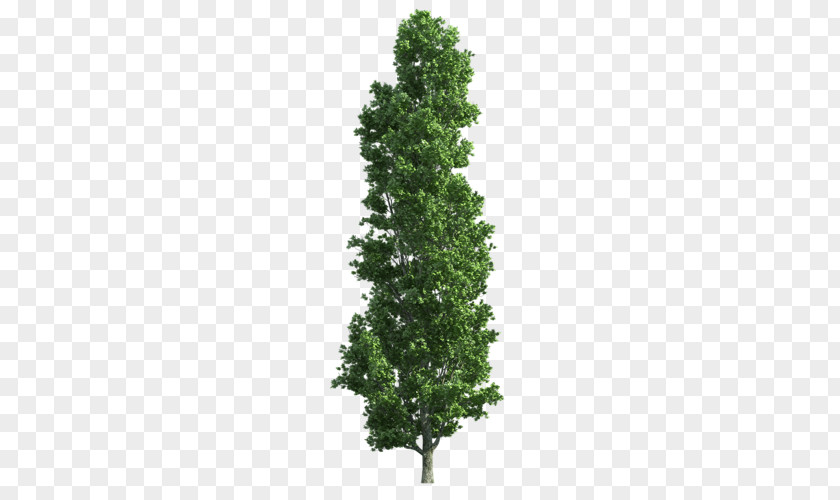 Tree Spruce Eastern White Pine Scots Trunk PNG