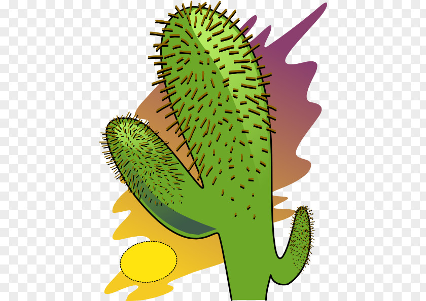 Cactus Pictures For Kids Desert Cactaceae Shrub Clip Art PNG