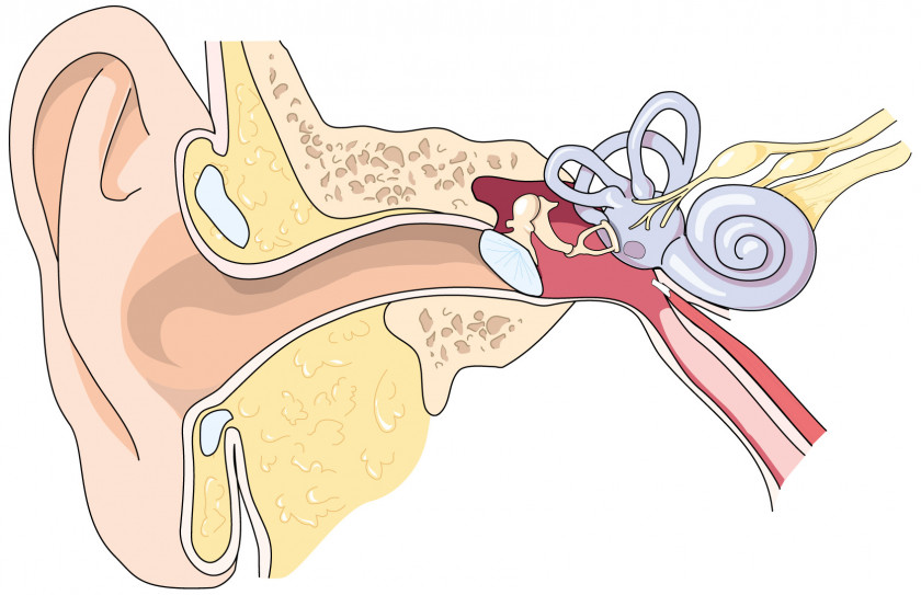 Ear Eardrum Canal Outer Middle PNG