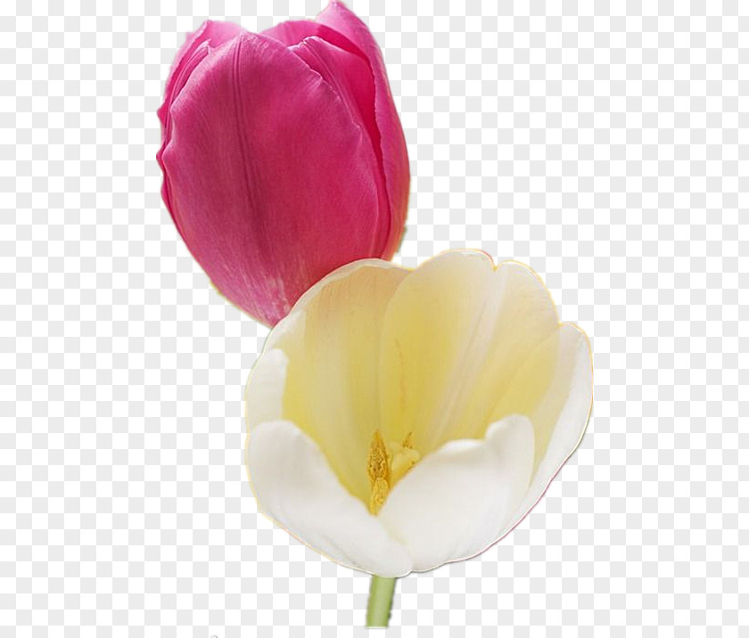Hanbaoyufang Tulips Tulip Cut Flowers PNG