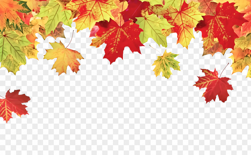 Autumn Woody Plant Maple Leaf PNG