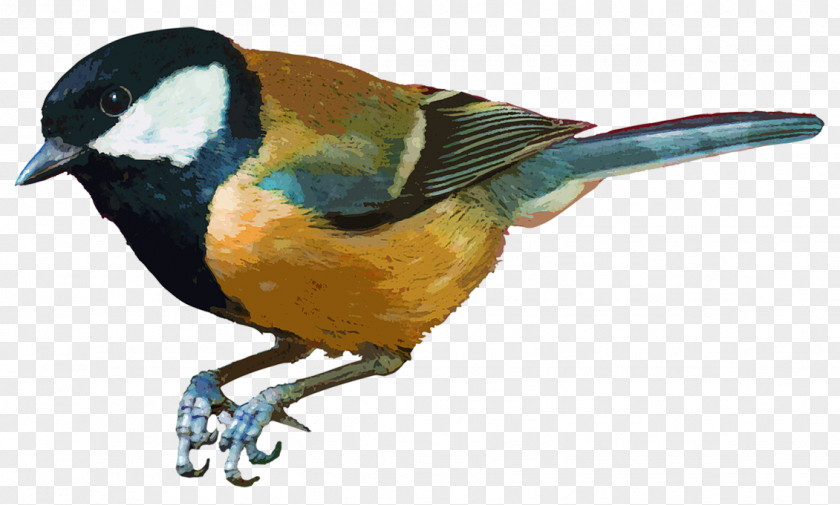 Birds Bird House Sparrow Parrot Painting PNG