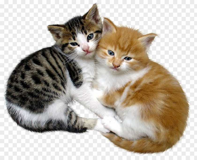 Cat Kitten Pet Love PNG