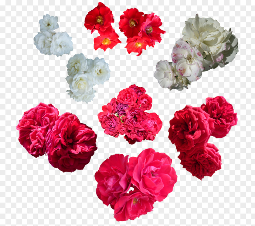 Flower Garden Roses Cabbage Rose Petal PNG