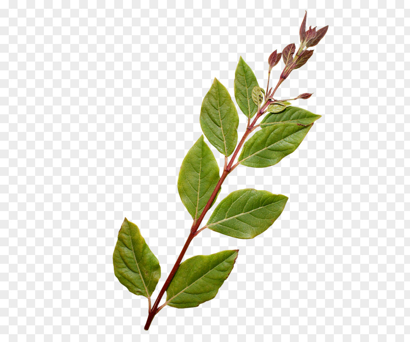 Horse Twig Plant Stem Leaf Herb PNG