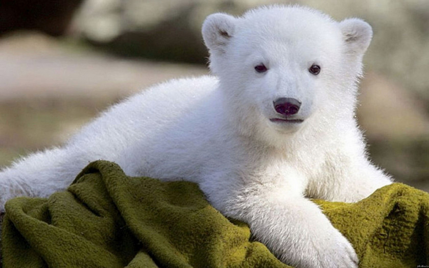 Polar Bear Cat Desktop Wallpaper Animal Infant PNG