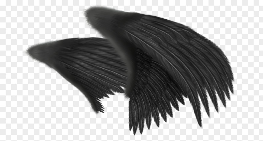 Angel Wing Feather Clip Art PNG