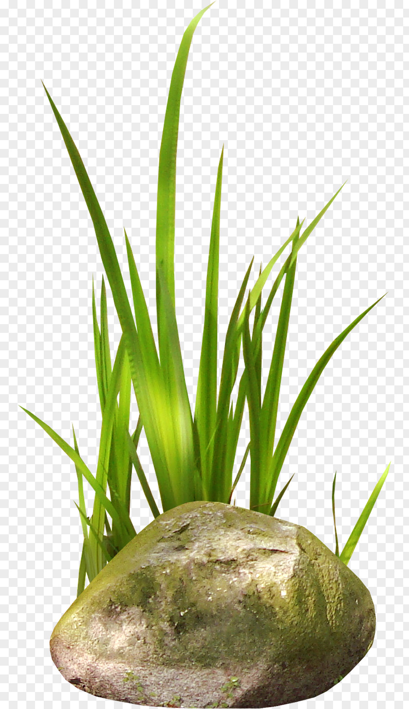 Easter Grass Stone Cattail Forest Clip Art PNG