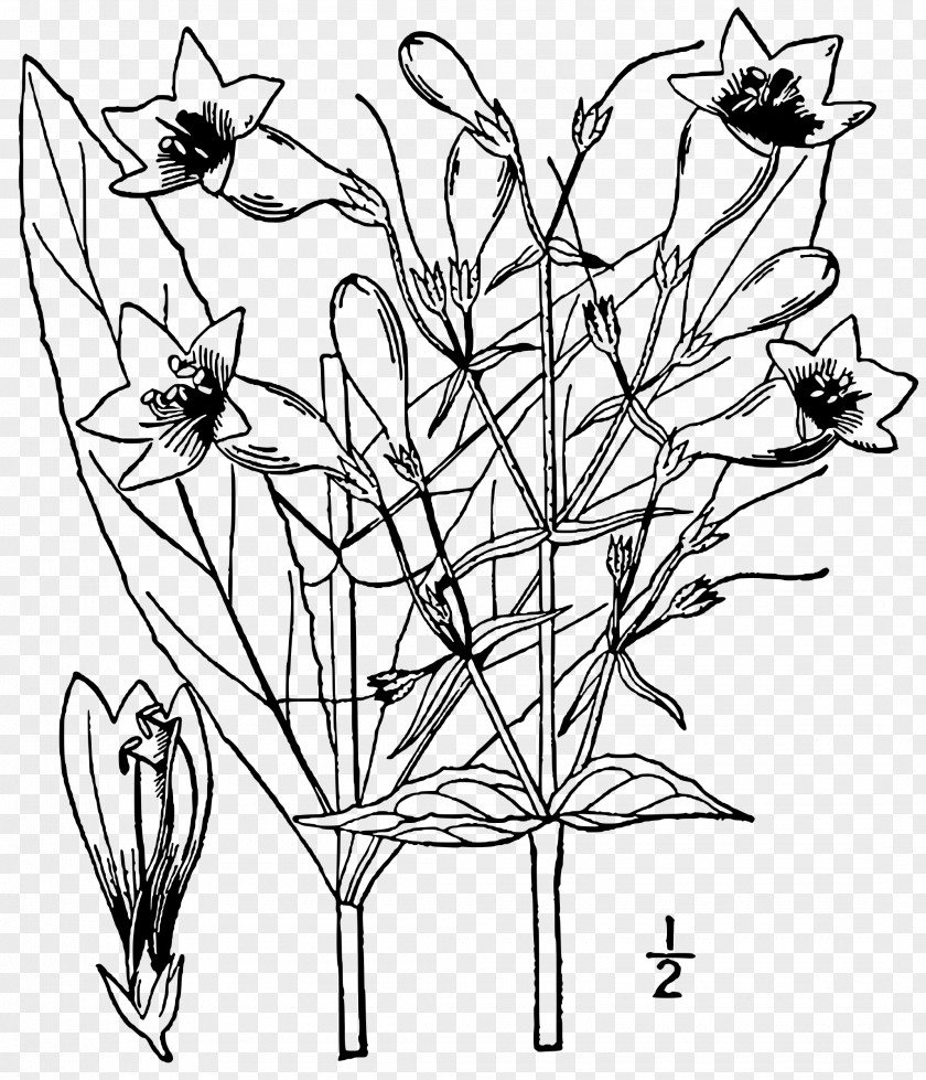 Foxglove Beardtongue Twig Lady's Glove Petal Plant PNG