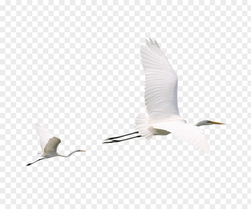 Bird Beak Water Crane Egret PNG