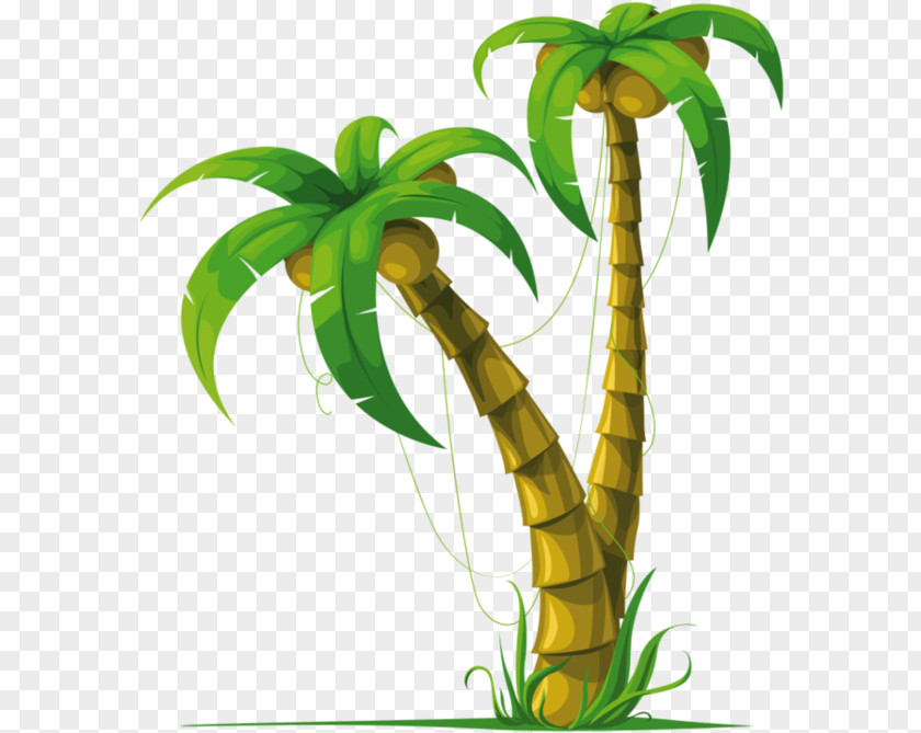 Flower Houseplant Palm Tree PNG