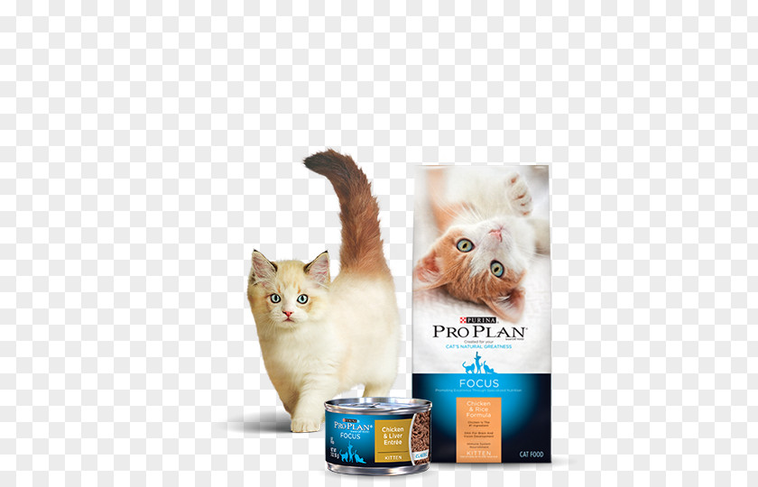 Kitten Cat Food Dog Chicken PNG