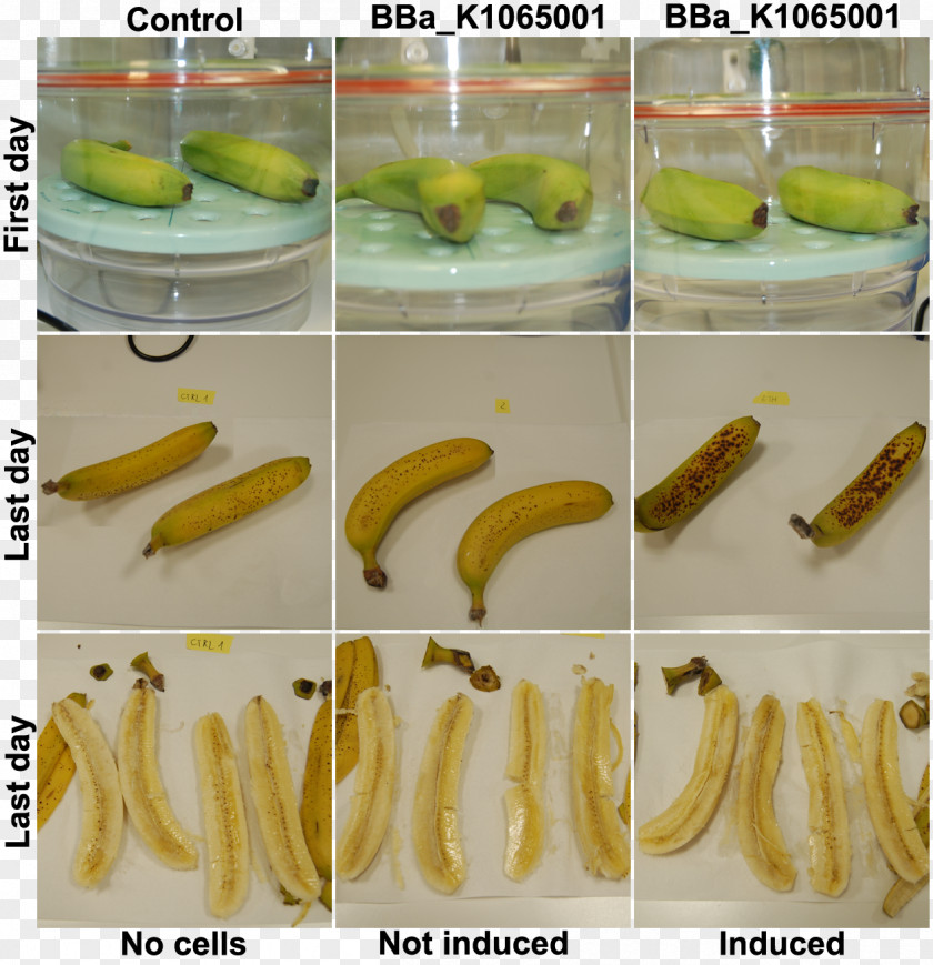 Banana Pickled Cucumber University Of Trento International Genetically Engineered Machine PNG