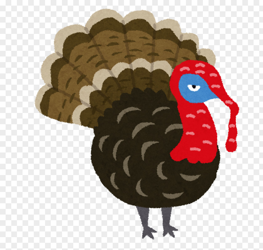 Domestic Turkey Illustration Image Bird PNG