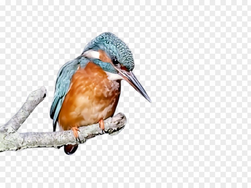 Eastern Bluebird Coraciiformes Bird Beak Rufous Hummingbird Wildlife PNG