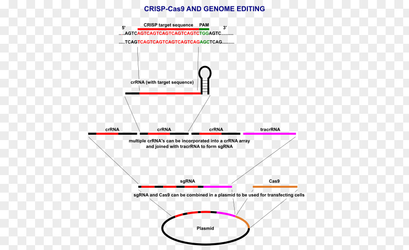 Experiment Procedure CRISPR Cas9 Plasmid Genome Editing DNA PNG