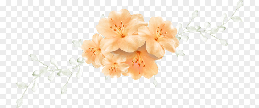 Flower Floral Design Cut Flowers Bouquet Blossom PNG