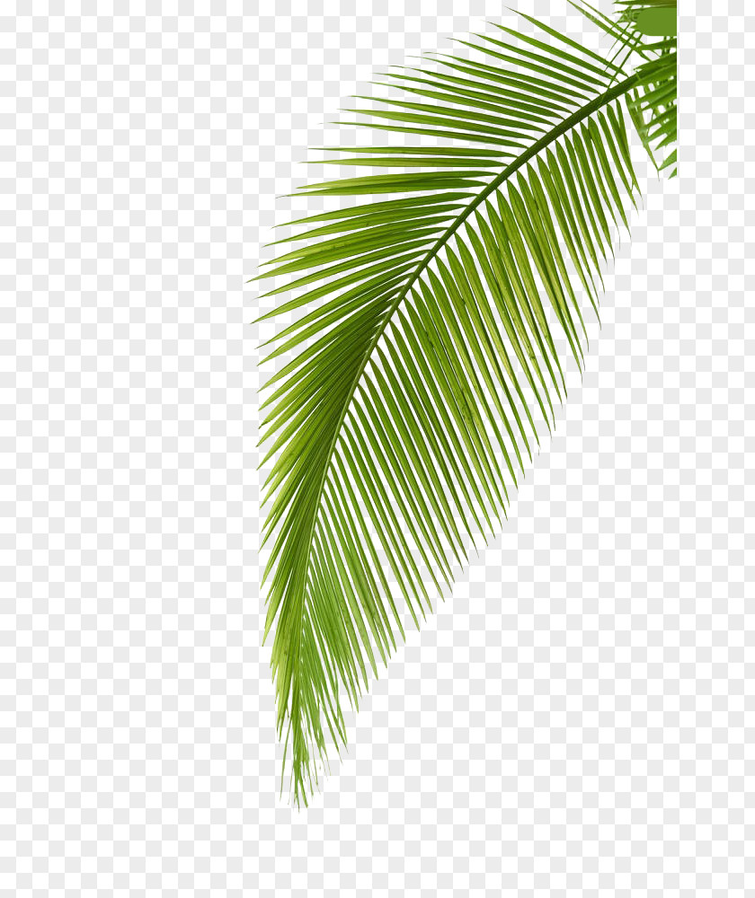 Palm Leaf Arecaceae Photography Branch PNG